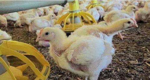 鸡棚塌了爆料视频,现场视频曝光引关注 第2张 鸡棚塌了爆料视频,现场视频曝光引关注 第2张