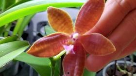 兰花姐姐最新爆料,娱乐圈幕后真相大曝光！  第3张