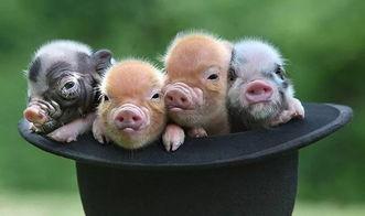 宠物猪网红吃哈密瓜,哈密瓜成新宠! 第3张 宠物猪网红吃哈密瓜,哈密瓜成新宠! 第3张